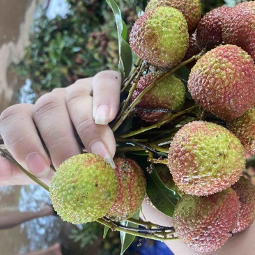 荔枝、白糖罂、妃子笑、货源充足、量大质优