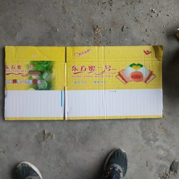 河南东方蜜2号，红玉2号红金蜜甜瓜，万亩大棚基龚垒代办