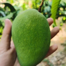 广西大台农大量上市，价格美丽，质量保证，全国整车发货。