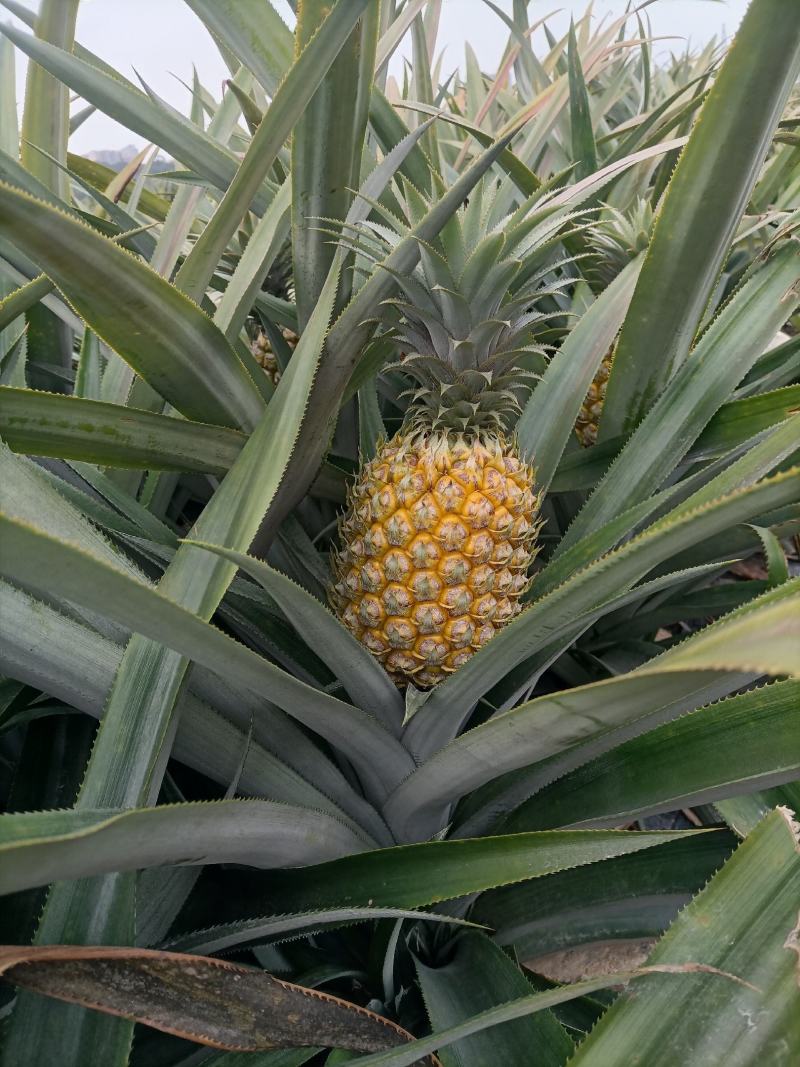 正宗神湾金山种黄金菠萝