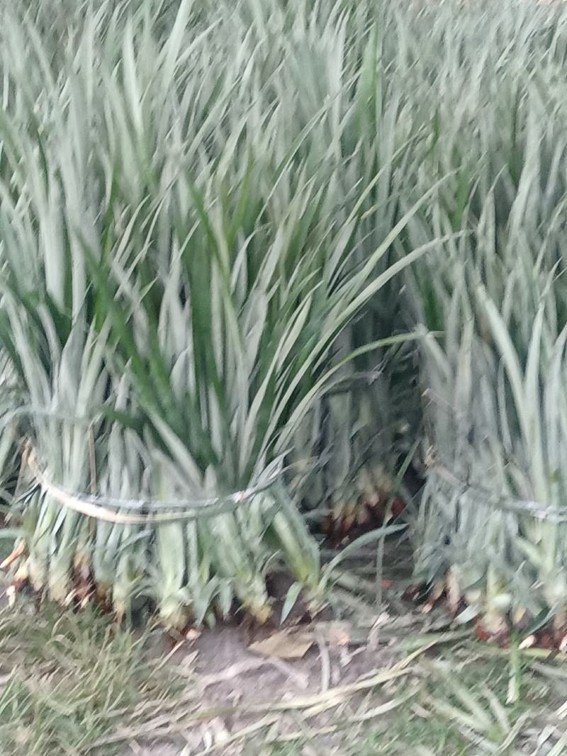 正宗神湾金山种黄金菠萝