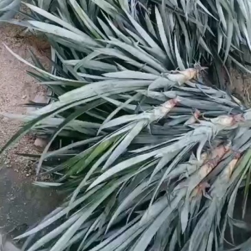 正宗神湾金山种黄金菠萝