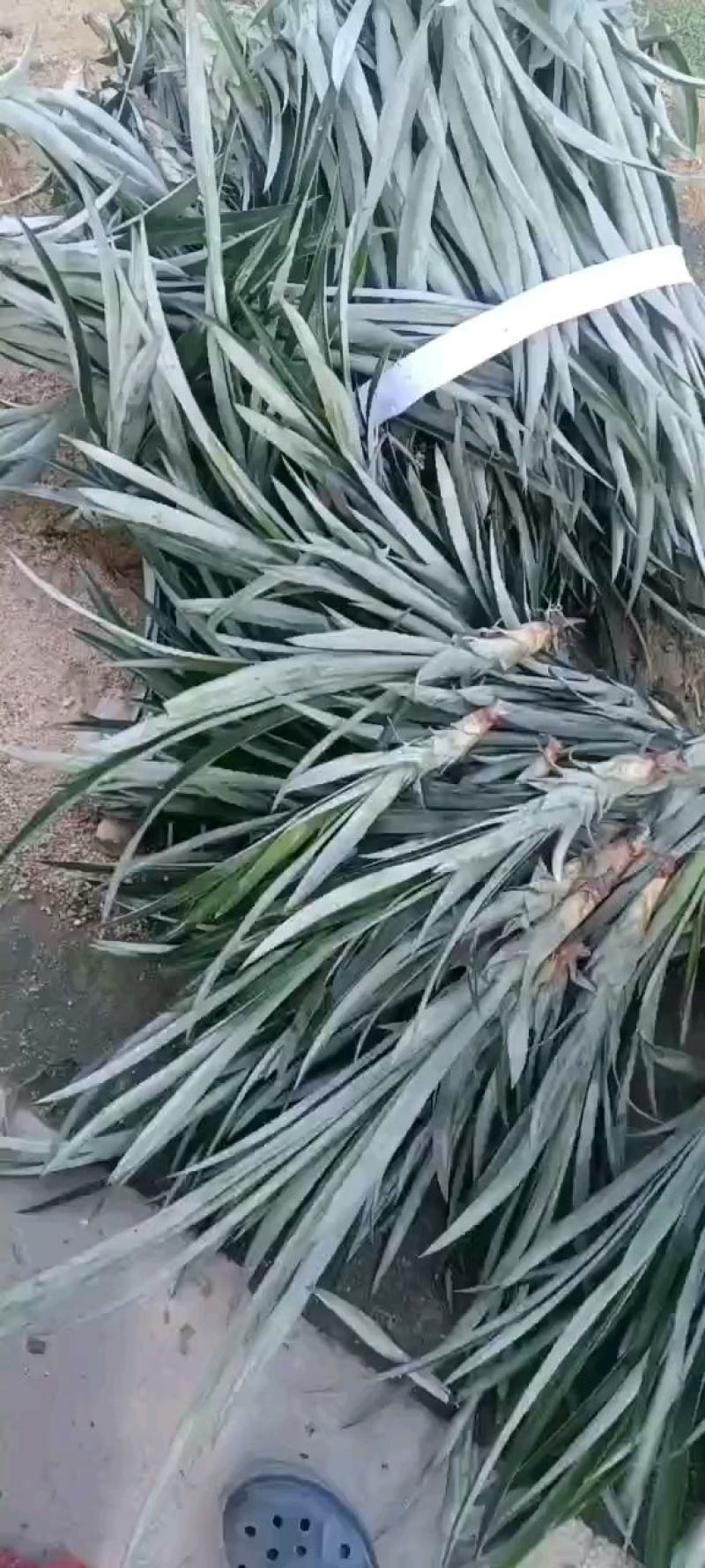 正宗神湾金山种黄金菠萝