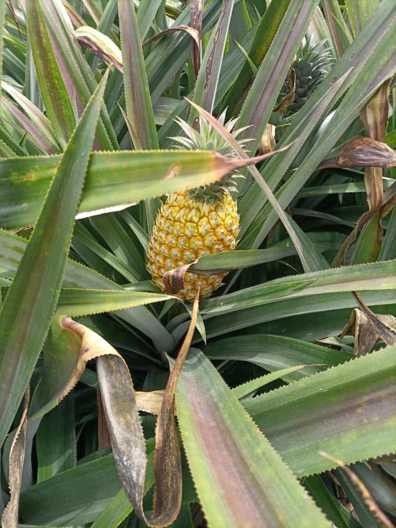 正宗神湾金山种黄金菠萝