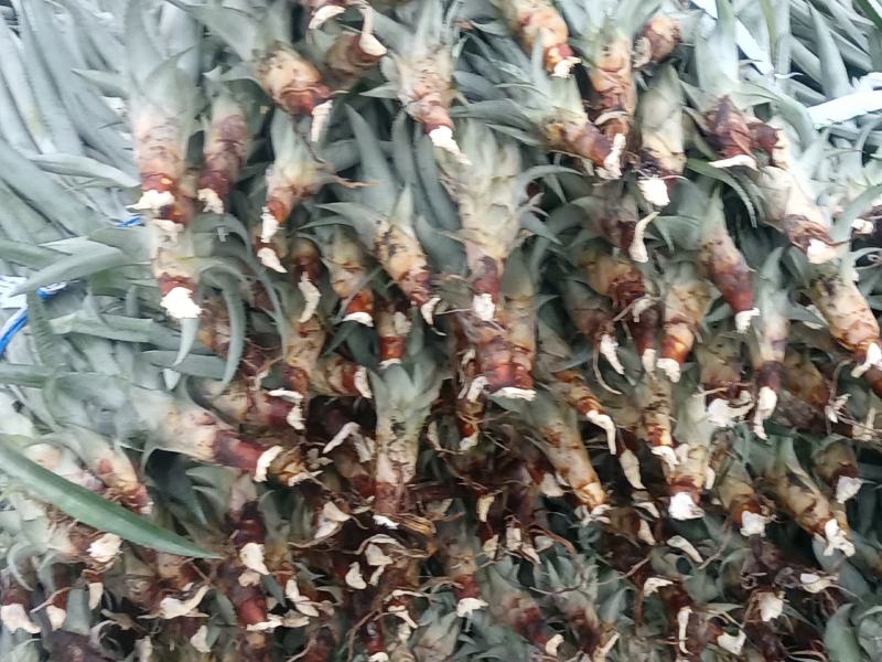 正宗神湾金山种黄金菠萝