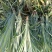 正宗神湾金山种黄金菠萝
