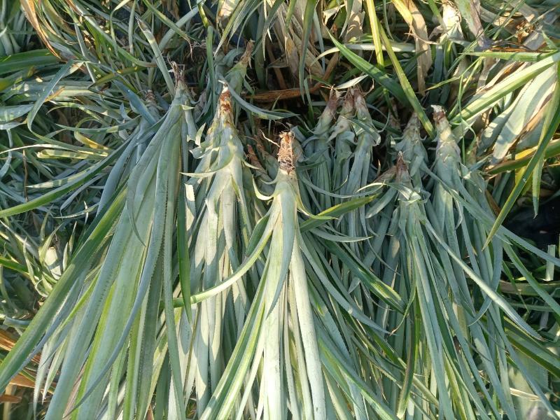 正宗神湾金山种黄金菠萝