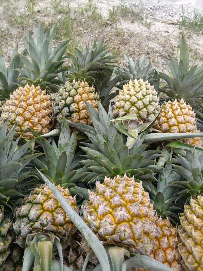 正宗神湾金山种黄金菠萝