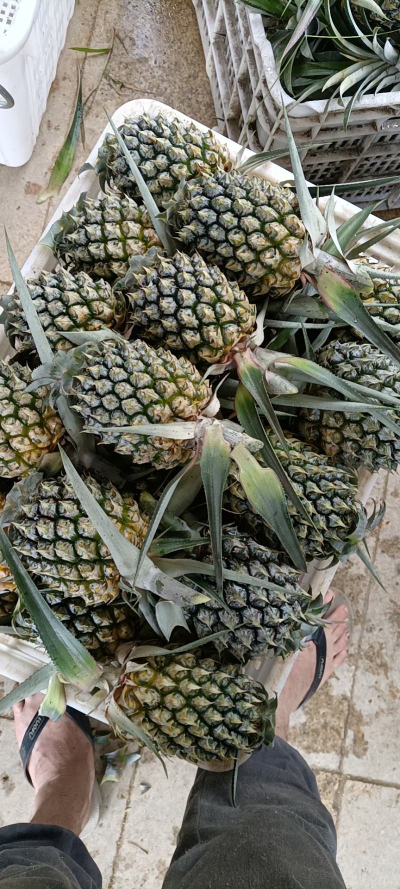 正宗神湾金山种黄金菠萝