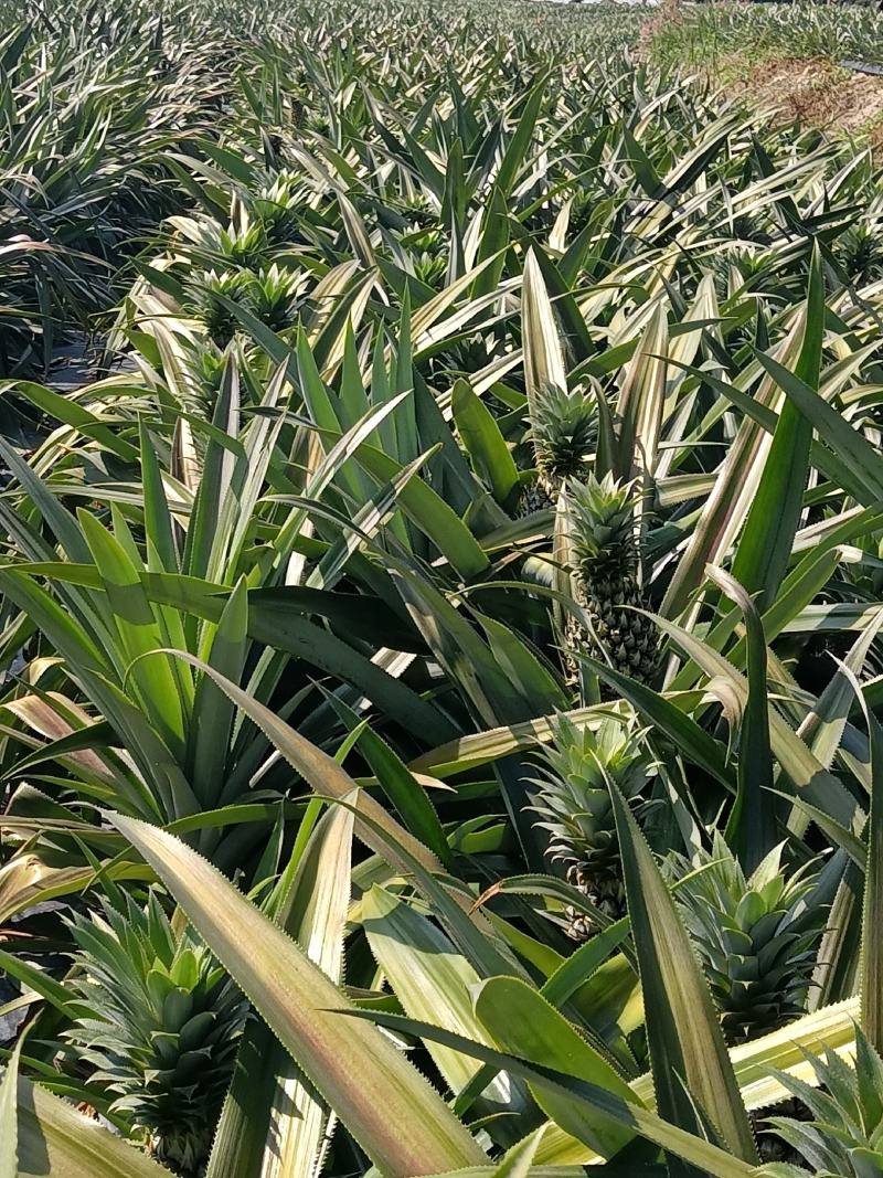 正宗神湾金山种黄金菠萝