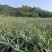 正宗神湾金山种黄金菠萝