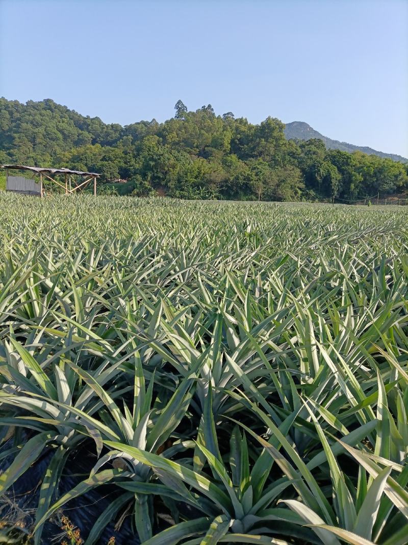 正宗神湾金山种黄金菠萝