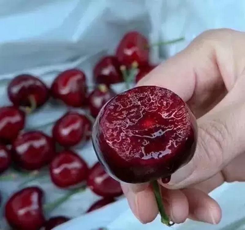 展示美早樱桃与普通红樱桃并排摆放的高清图片,突出颜色、大小和形状的差异 美早樱桃与普通樱桃对比图