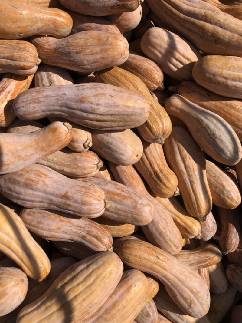 金韩蜜本南瓜Jz全黄南瓜全粉老南瓜加工厂南瓜食堂南瓜