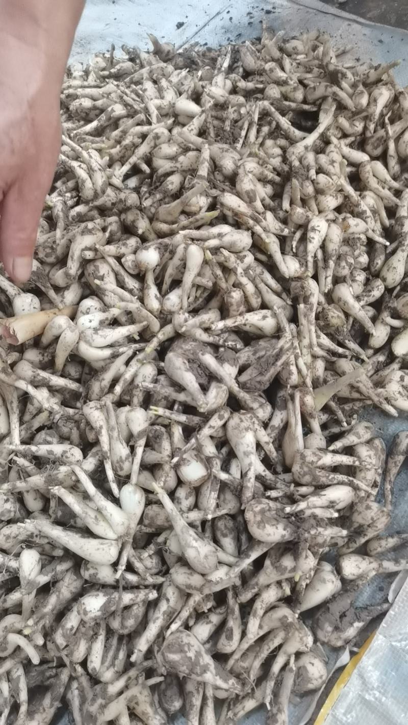 藠头当季新鲜藠头欢迎对接合作