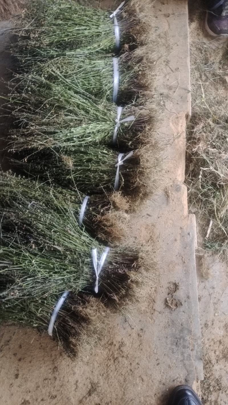 精品半枝莲，货源充足，大量供应，质量保证，一手货源，欢迎