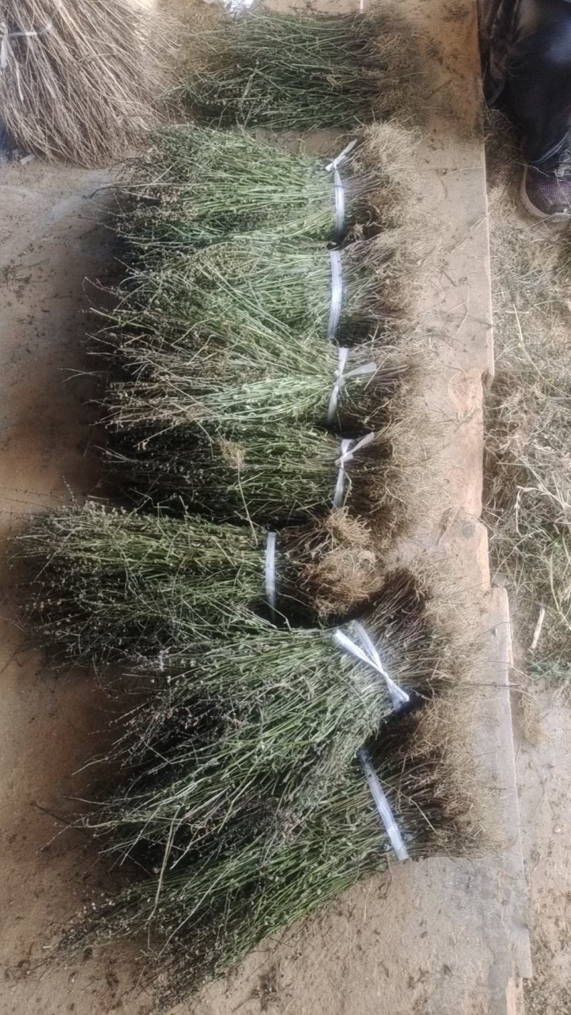 精品半枝莲，货源充足，大量供应，质量保证，一手货源，欢迎