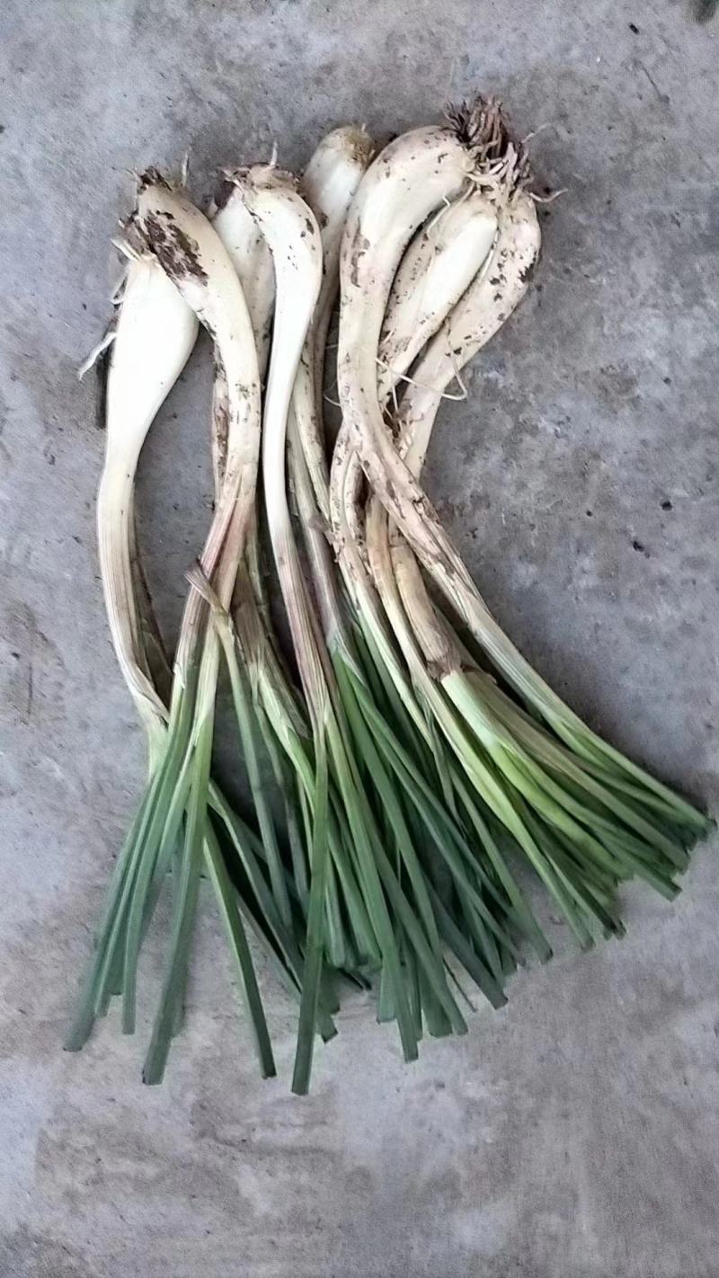 藠头当季新鲜藠头欢迎对接合作