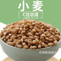 小麦批发山东带皮白小麦杂粮麦子