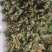 仙鹤草中药材，一手货源，品质保证，全国发货，欢迎选购