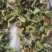 仙鹤草中药材，一手货源，品质保证，全国发货，欢迎选购