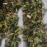 仙鹤草中药材，一手货源，品质保证，全国发货，欢迎选购