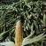 云南太阳花，黄甜水果玉米大量上市中满尖无虫无稀赖，漂亮货