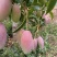 云南太阳花，黄甜水果玉米大量上市中满尖无虫无稀赖，漂亮货