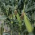 云南太阳花，黄甜水果玉米大量上市中满尖无虫无稀赖，漂亮货