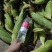 云南太阳花，黄甜水果玉米大量上市中满尖无虫无稀赖，漂亮货