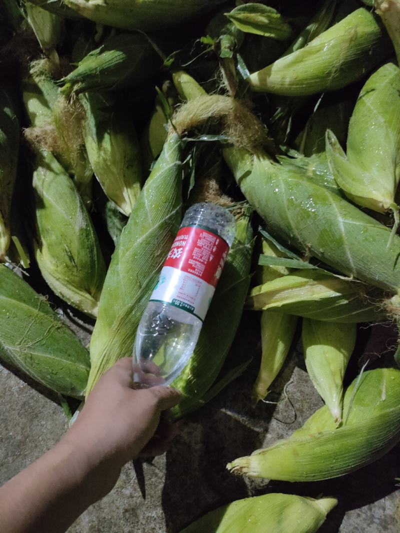 云南太阳花，黄甜水果玉米大量上市中满尖无虫无稀赖，漂亮货