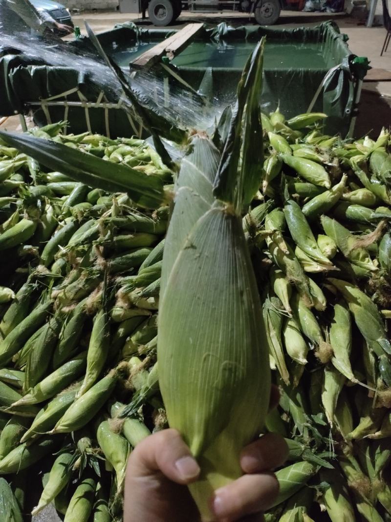 云南太阳花，黄甜水果玉米大量上市中满尖无虫无稀赖，漂亮货