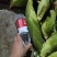 云南太阳花，黄甜水果玉米大量上市中满尖无虫无稀赖，漂亮货
