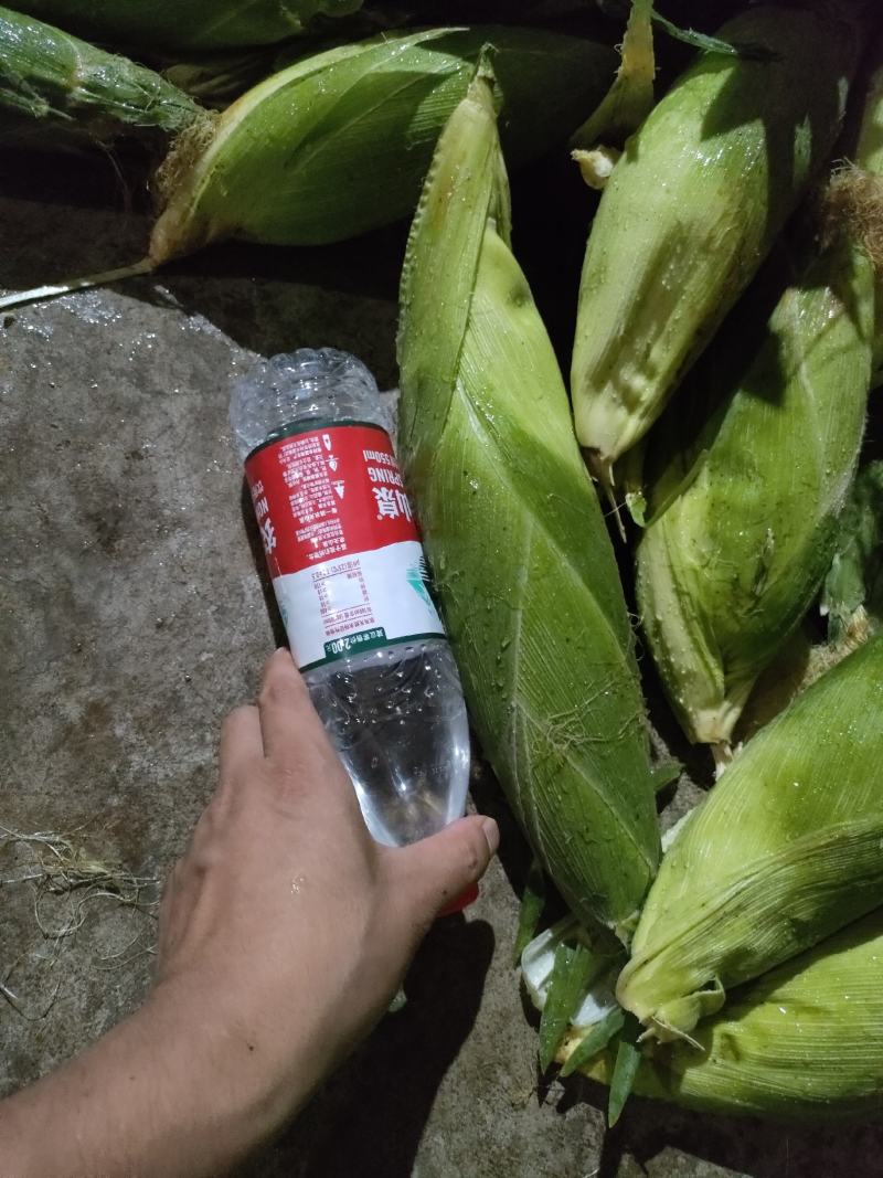 云南太阳花，黄甜水果玉米大量上市中满尖无虫无稀赖，漂亮货