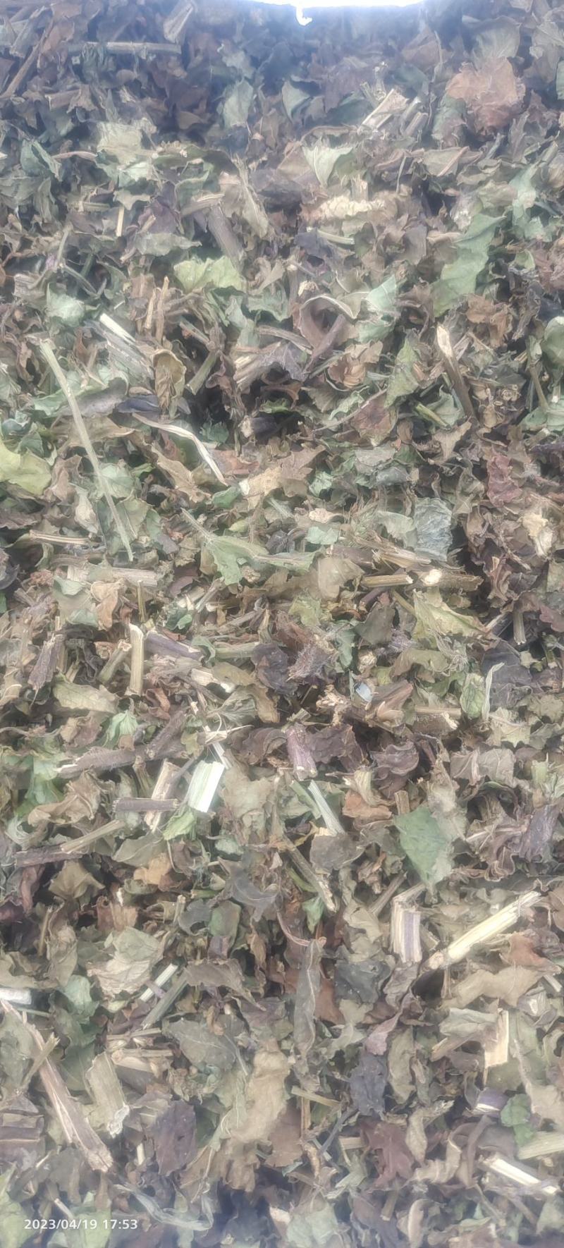 优质石见穿，一手货源，质量保证，欢迎选购，量大从优
