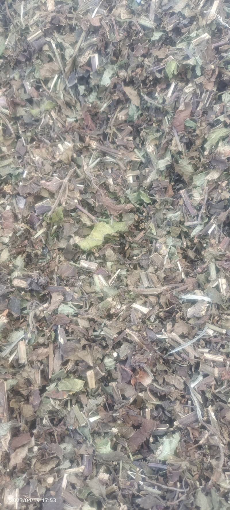 优质石见穿，一手货源，质量保证，欢迎选购，量大从优