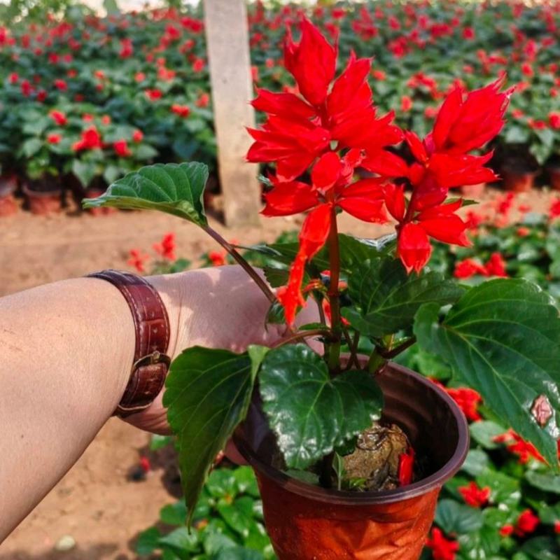 一串红花卉盆景苗圃直发大量供应可视频看货欢迎致电