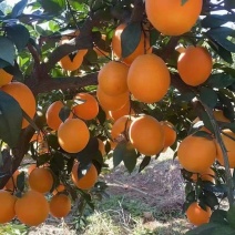 江西赣南脐橙皮薄肉厚，基地直供，保质保量，可对接电商微商