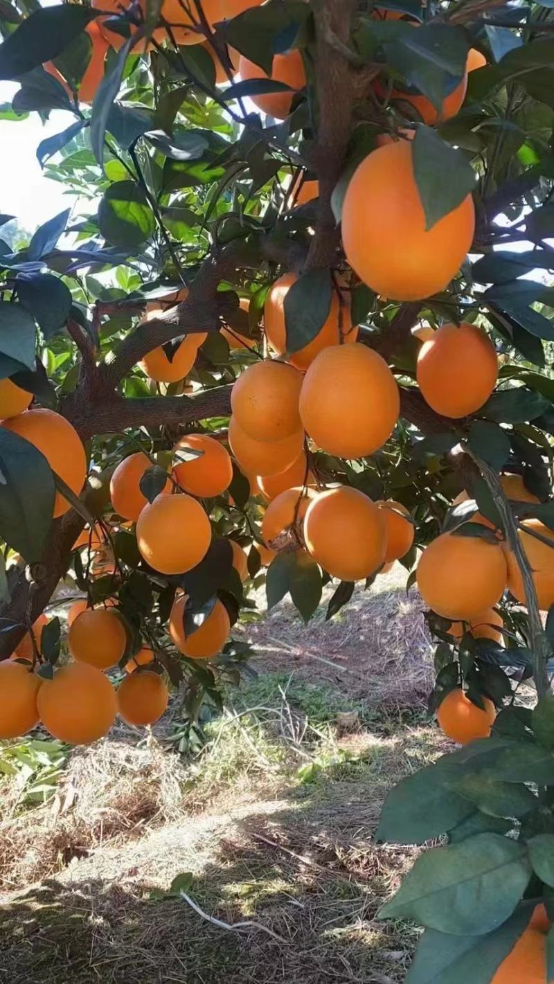 江西赣南脐橙皮薄肉厚，基地直供，保质保量，可对接电商微商