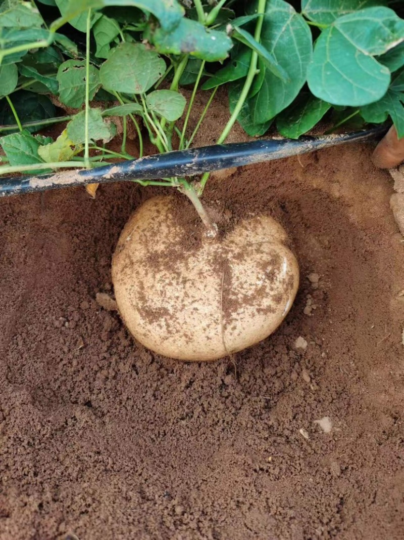 广东凉薯