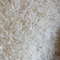 福建农家鲜碾农家大米23年香米贡米金占米