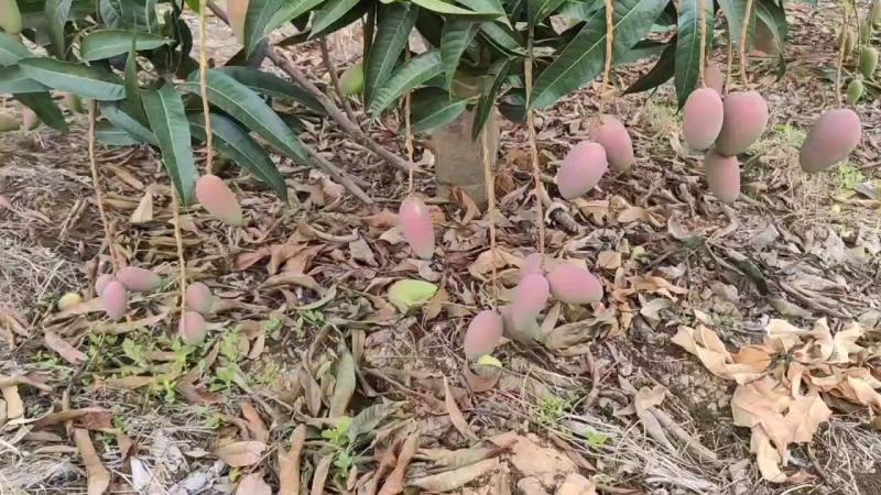 广西贵妃芒新品上市产地一手货源货源充足电商货市场货