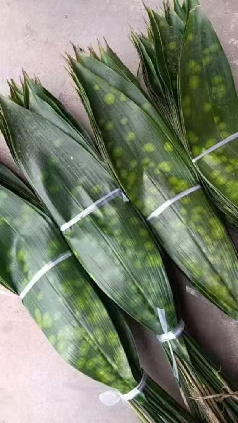 云南粽叶