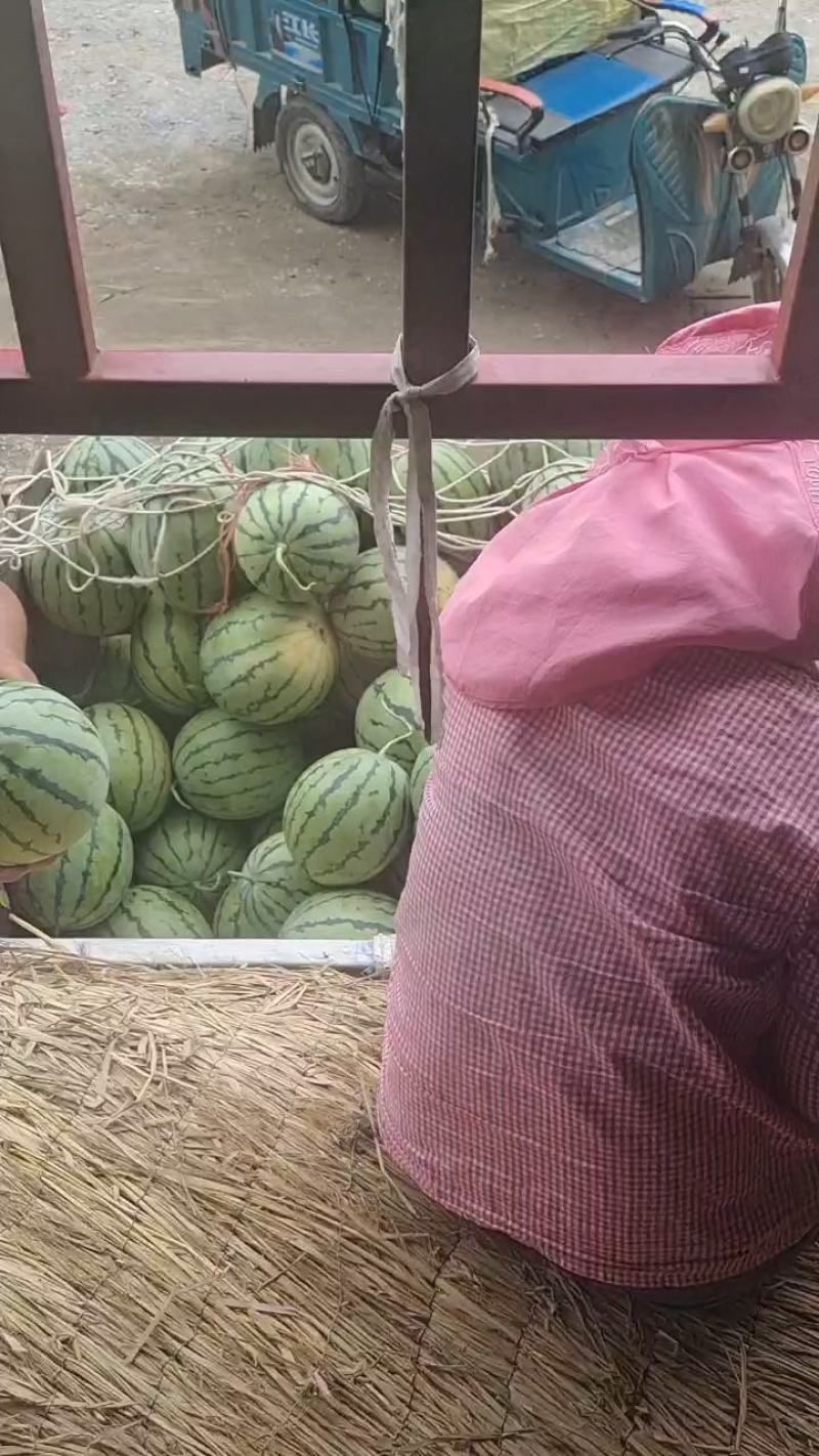 【实力推荐】湖北本地精品美都西瓜大量供应视频看货价格详谈