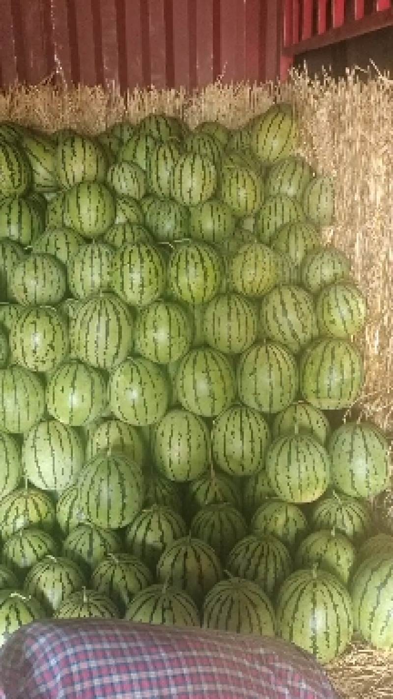 【实力推荐】湖北本地精品美都西瓜大量供应视频看货价格详谈