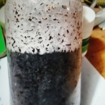 鸡腿菇原种，800毫升塑料瓶装！棉籽壳培养基！