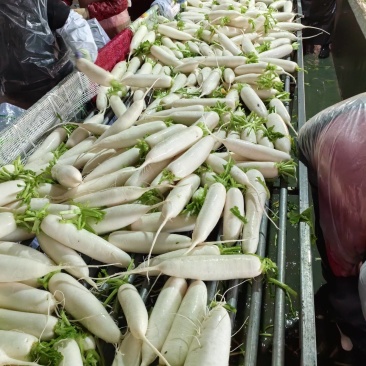 白萝卜山东白萝卜精品一手货源充足量价格便宜全国发