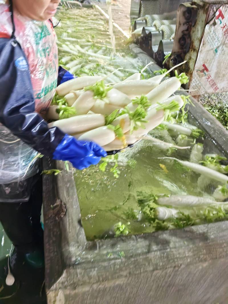 白萝卜山东白萝卜精品一手货源充足量价格便宜全国发