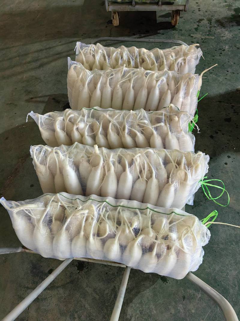 白萝卜山东白萝卜精品一手货源充足量价格便宜全国发