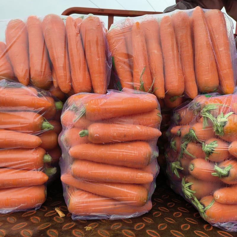 胡萝卜大量供应，冷库储存，可根据客户要求加工水洗！